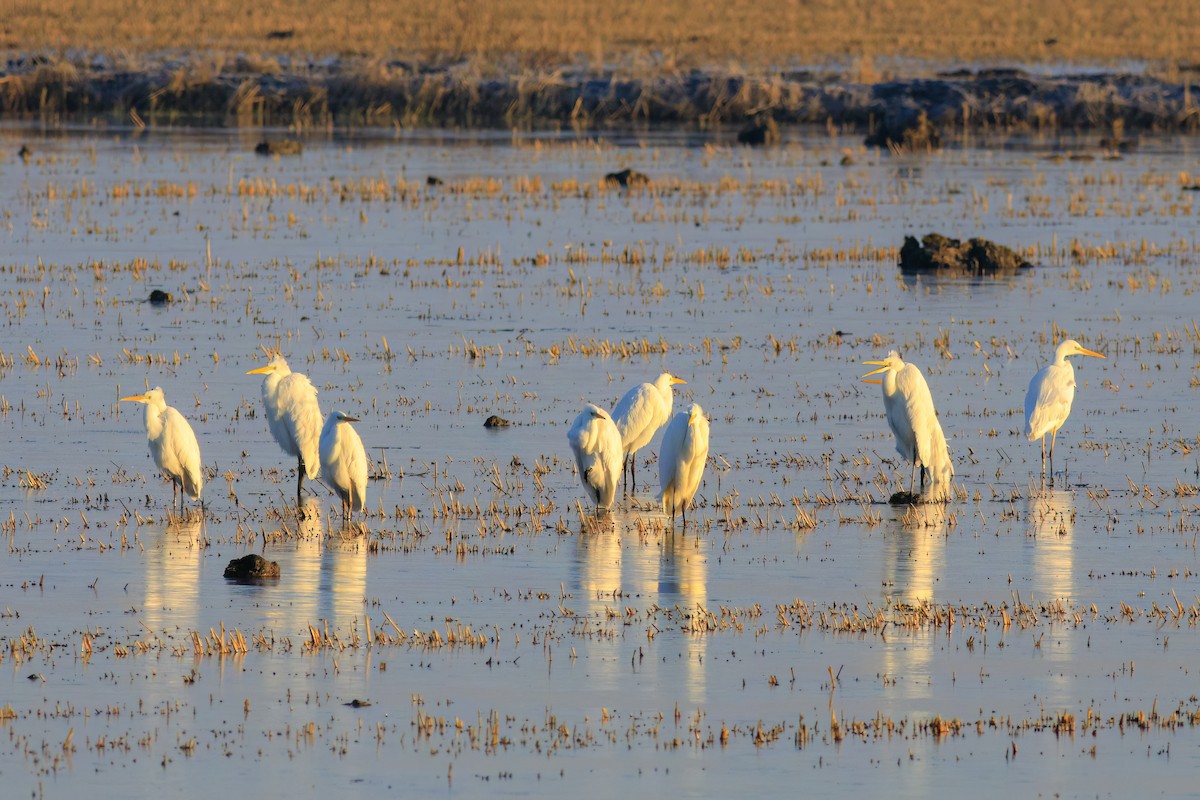 Garceta Grande - ML647271817