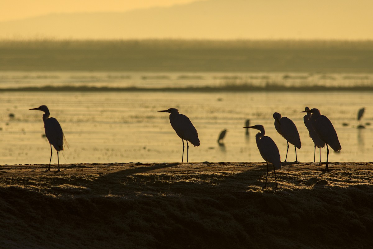 Garceta Grande - ML647271818