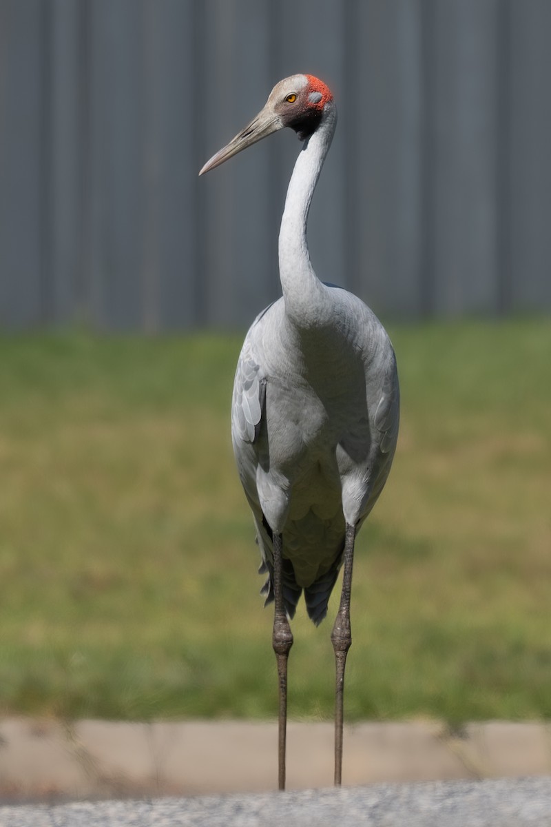 Brolga - ML647271819