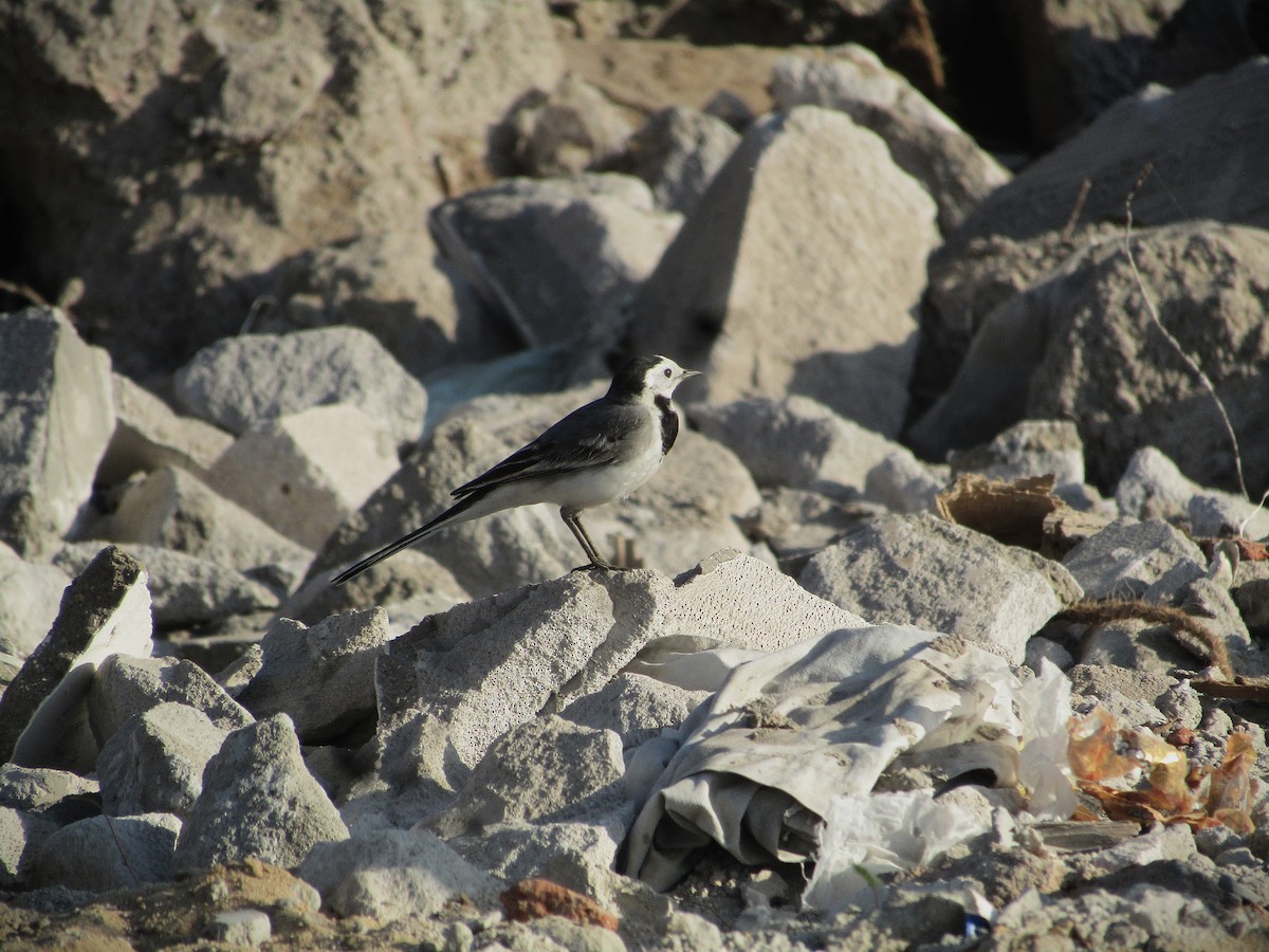 White Wagtail - ML647271831