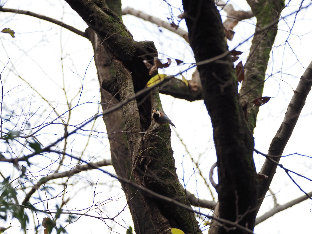 雜色山雀 - ML647271840