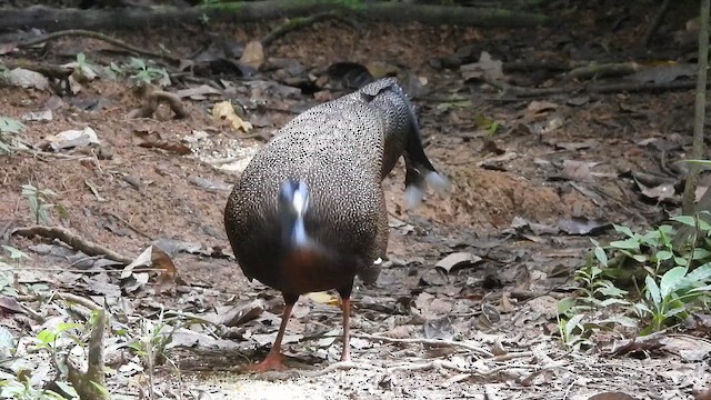 Büyük Argus - ML647271846