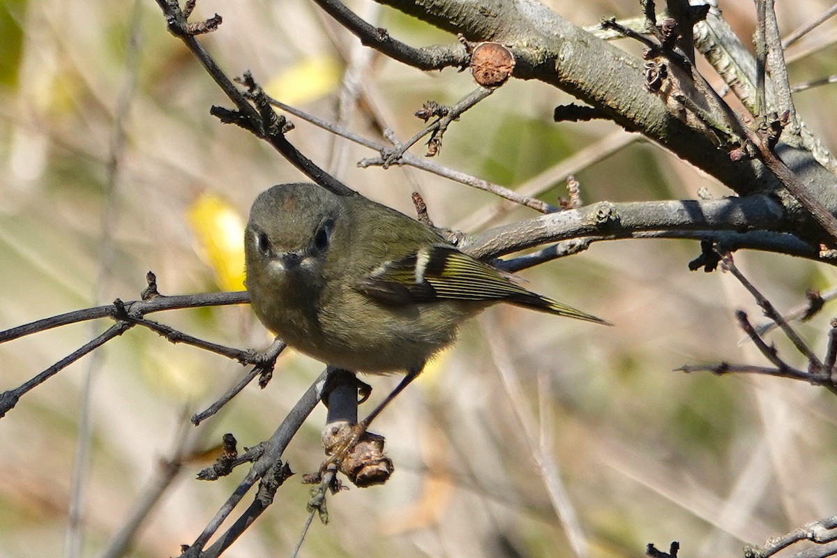 Ruby-crowned Kinglet - ML647271847