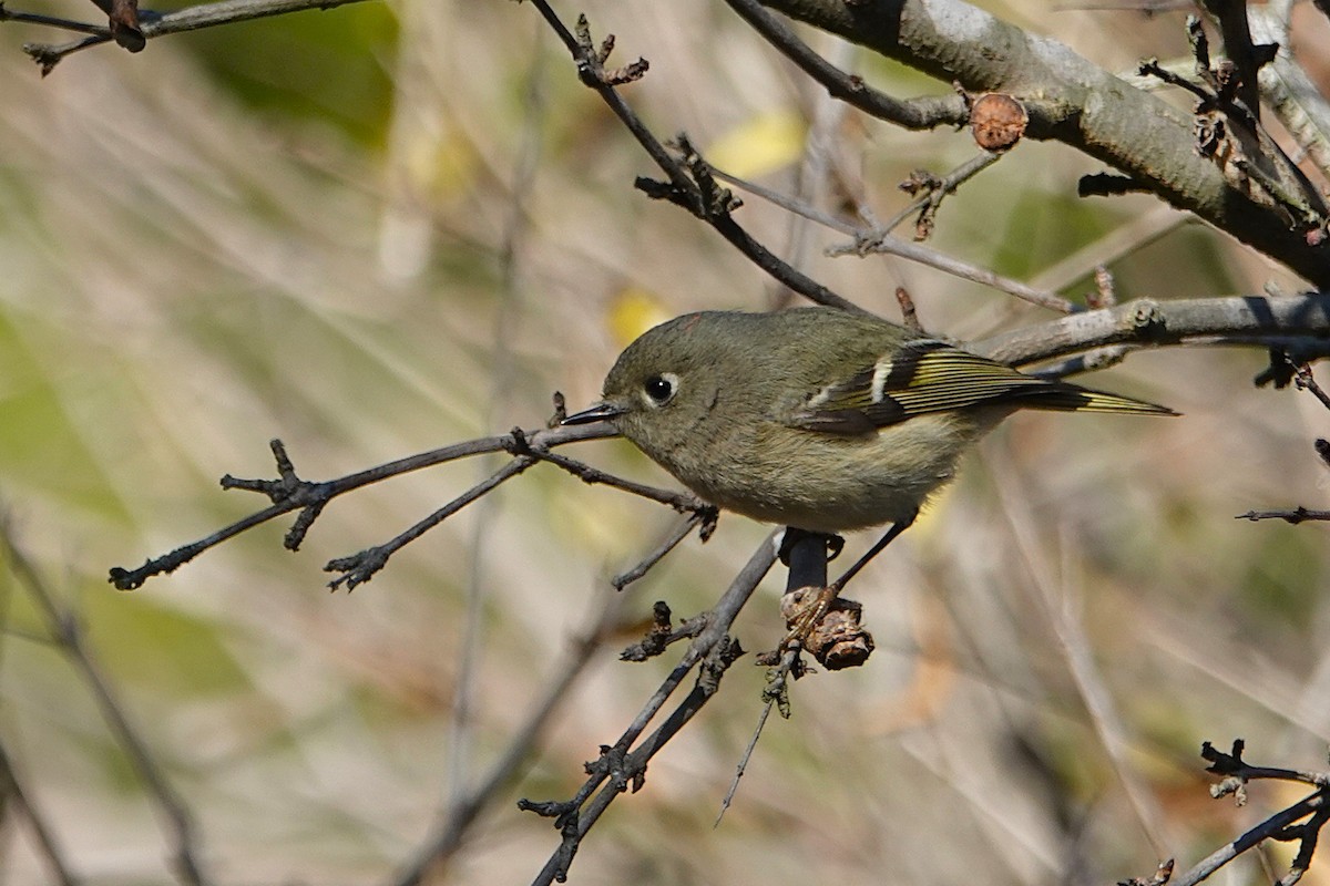 Ruby-crowned Kinglet - ML647271848