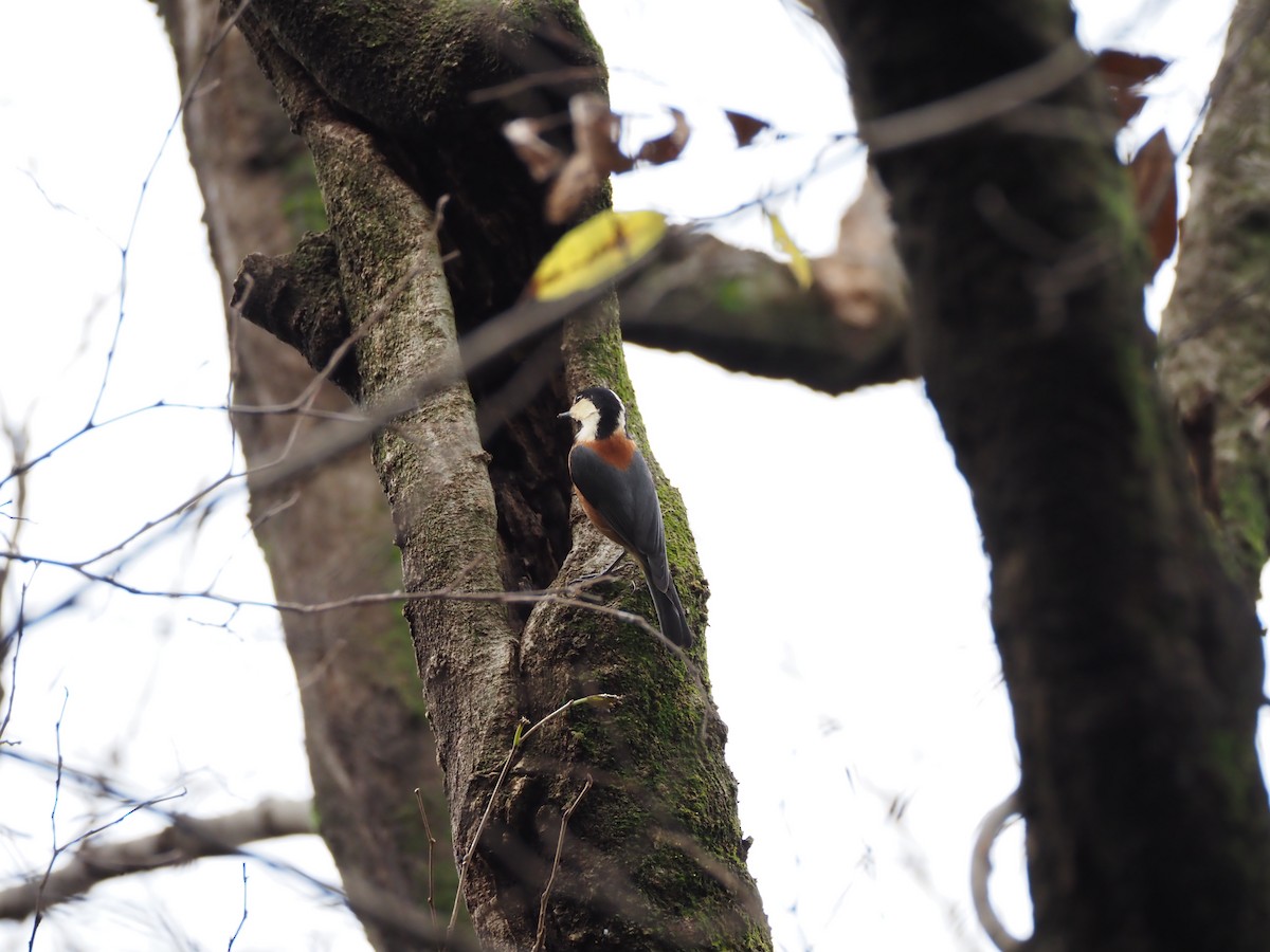 雜色山雀 - ML647271849