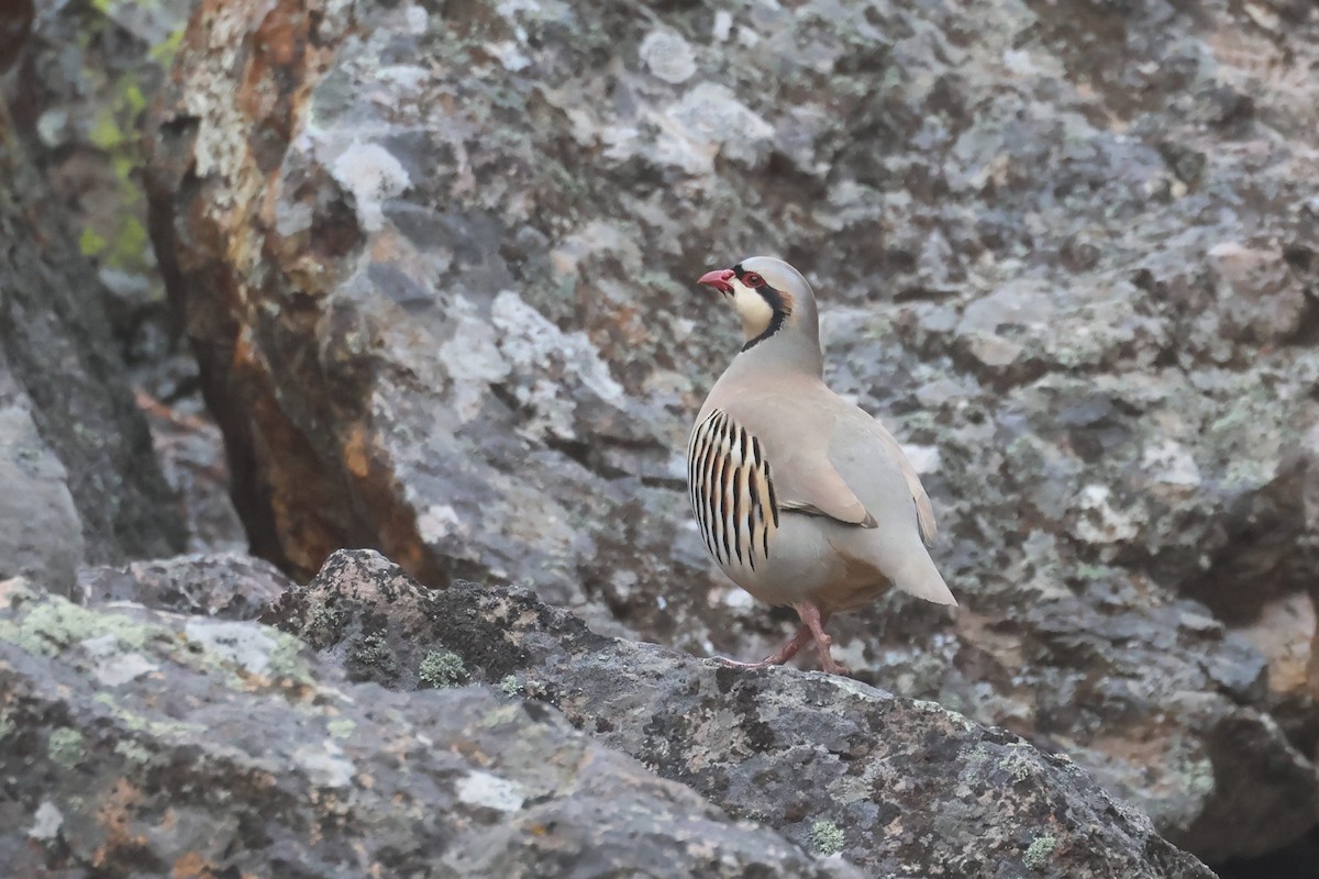 Chukar - ML647271864