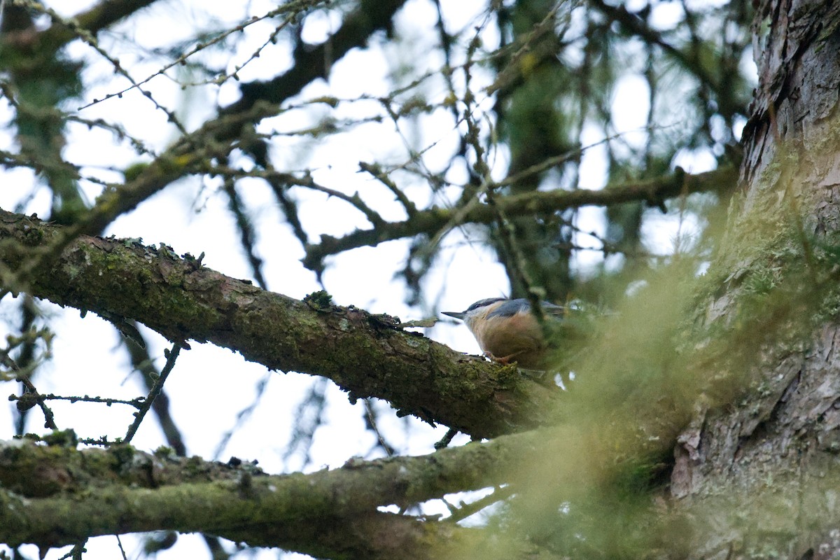 Picchio muratore - ML647271867