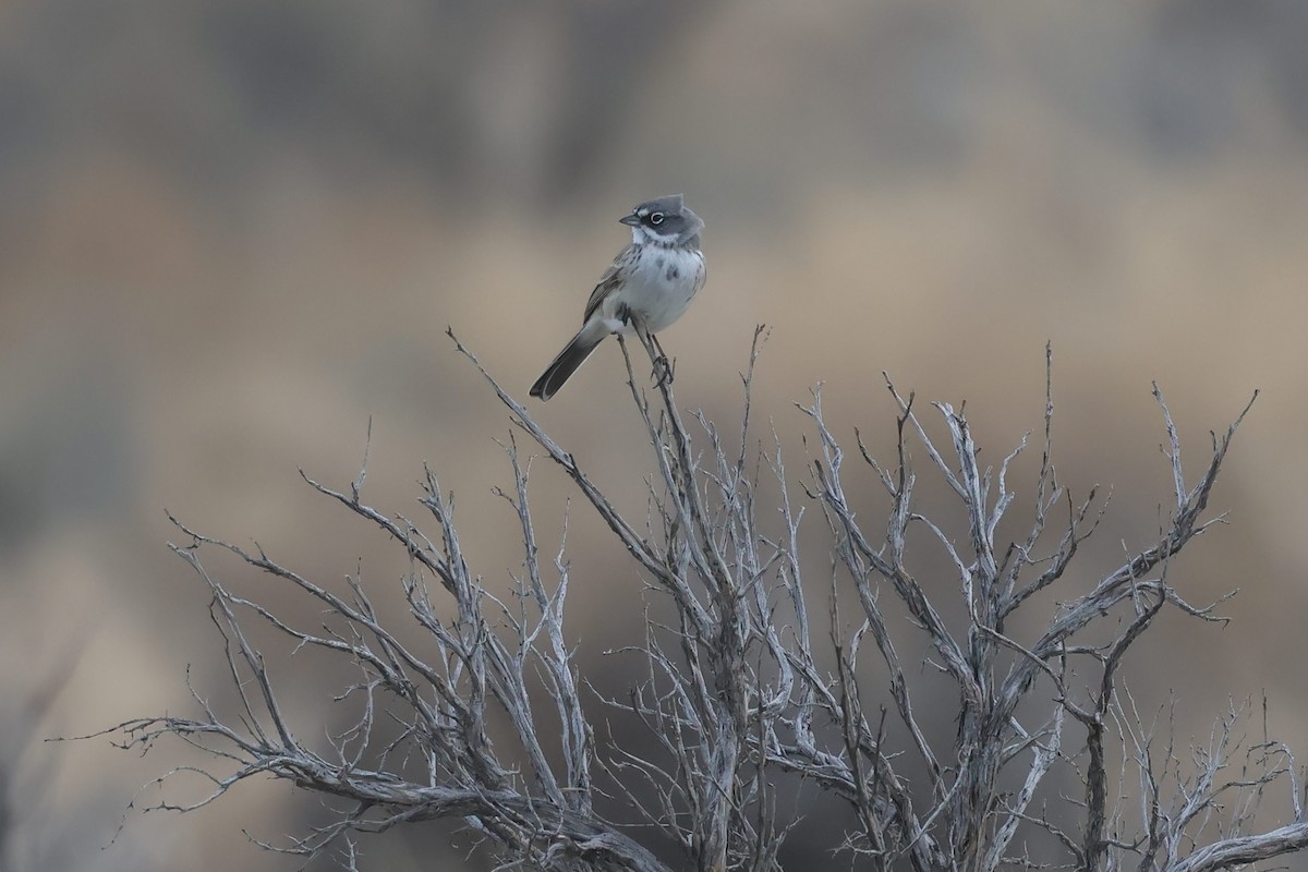 Sagebrush Sparrow - ML647271871
