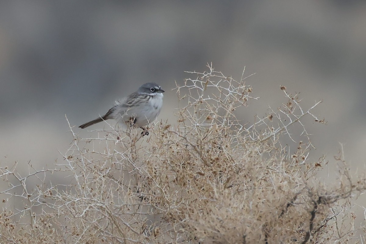 Sagebrush Sparrow - ML647271872