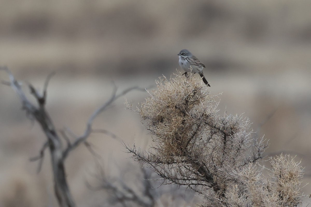 Sagebrush Sparrow - ML647271873