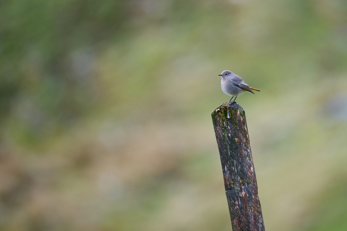 Codirosso spazzacamino - ML647271879