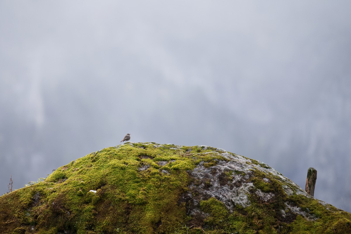 Codirosso spazzacamino - ML647271880