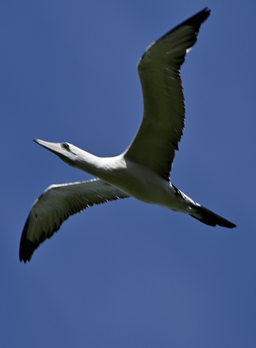 Abbott's Booby - ML647271886