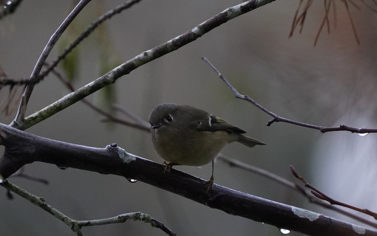 Ruby-crowned Kinglet - ML647271887