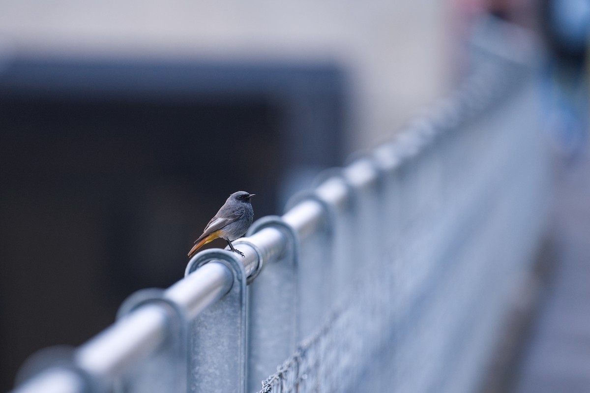 Codirosso spazzacamino (gibraltariensis/aterrimus) - ML647271891