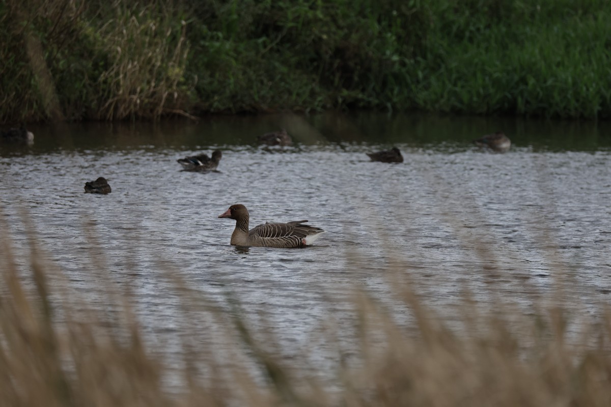 husa velká - ML647271903