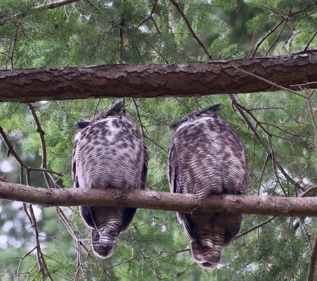 Great Horned Owl - ML647271904