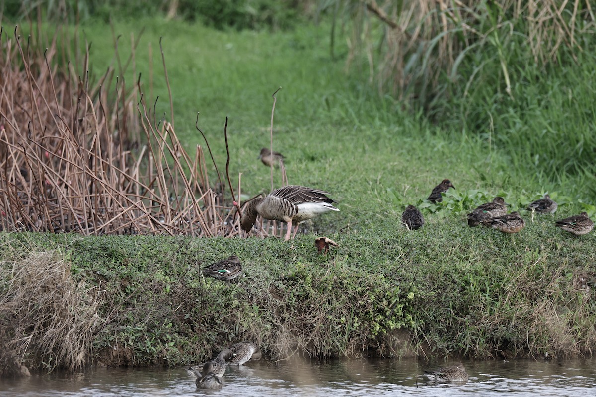 husa velká - ML647271906