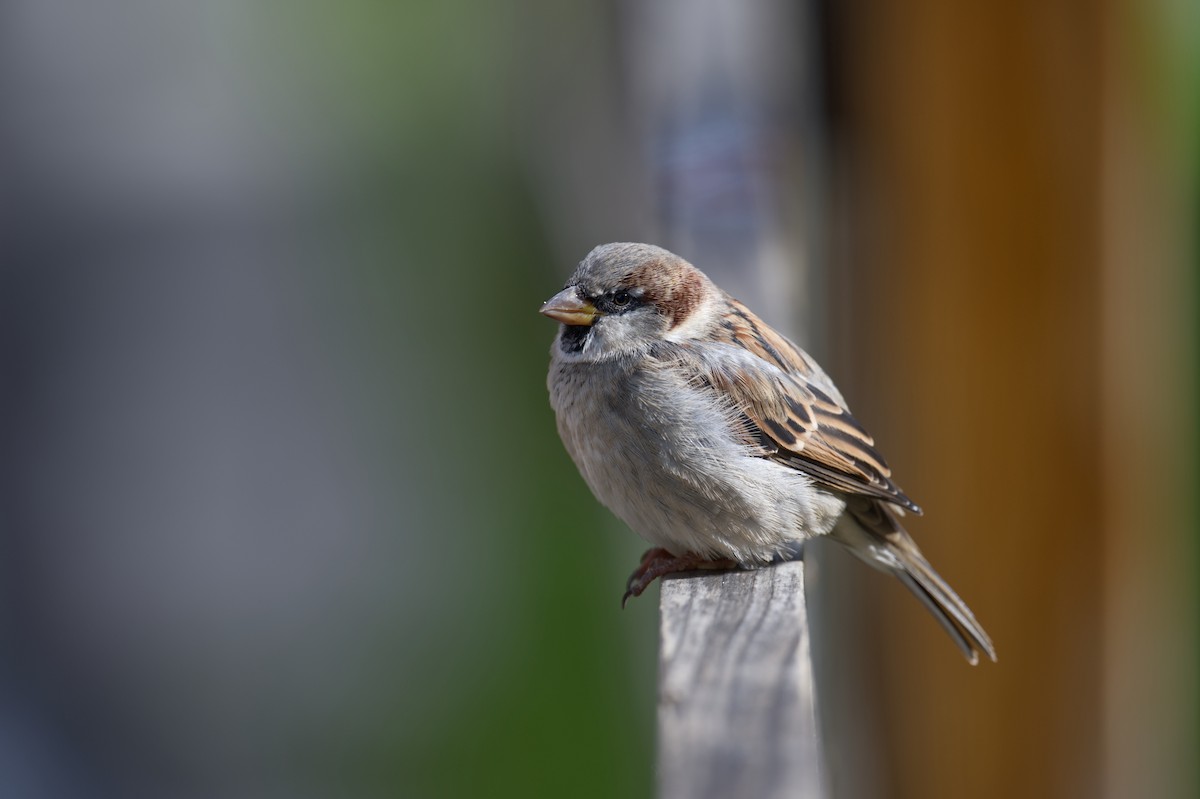 Passera oltremontana - ML647271910