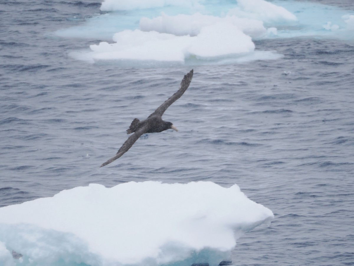 sørkjempepetrell - ML647271913