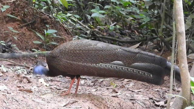 Büyük Argus - ML647271916