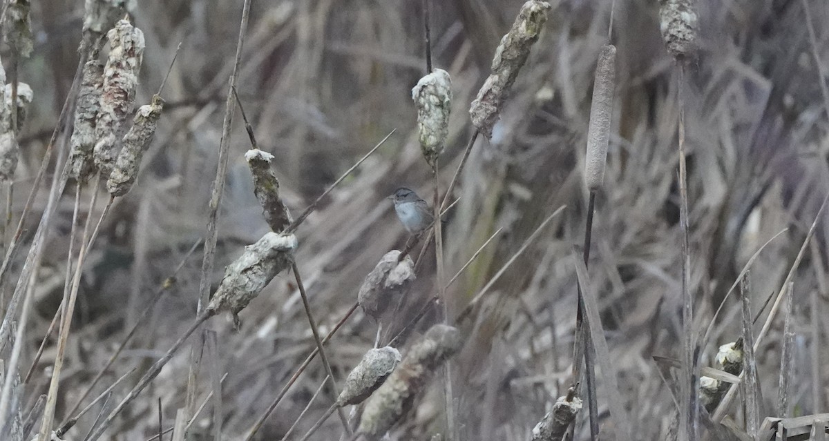 Swamp Sparrow - ML647271923
