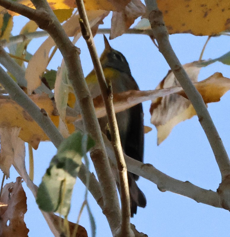 Northern Parula - ML647271926