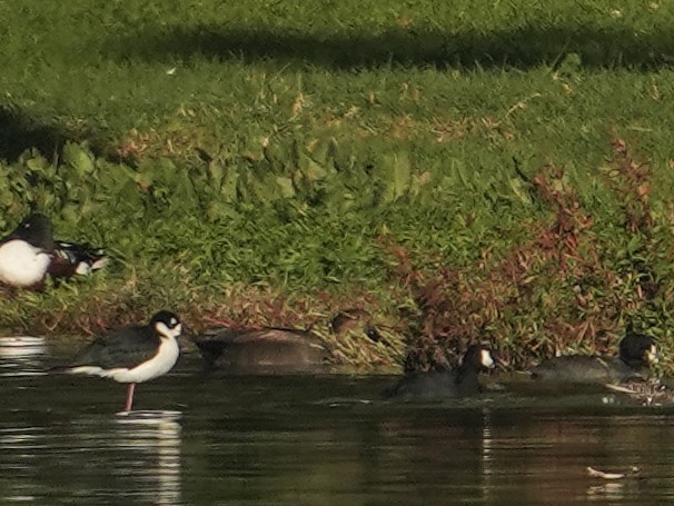 Boz Ördek - ML647271928