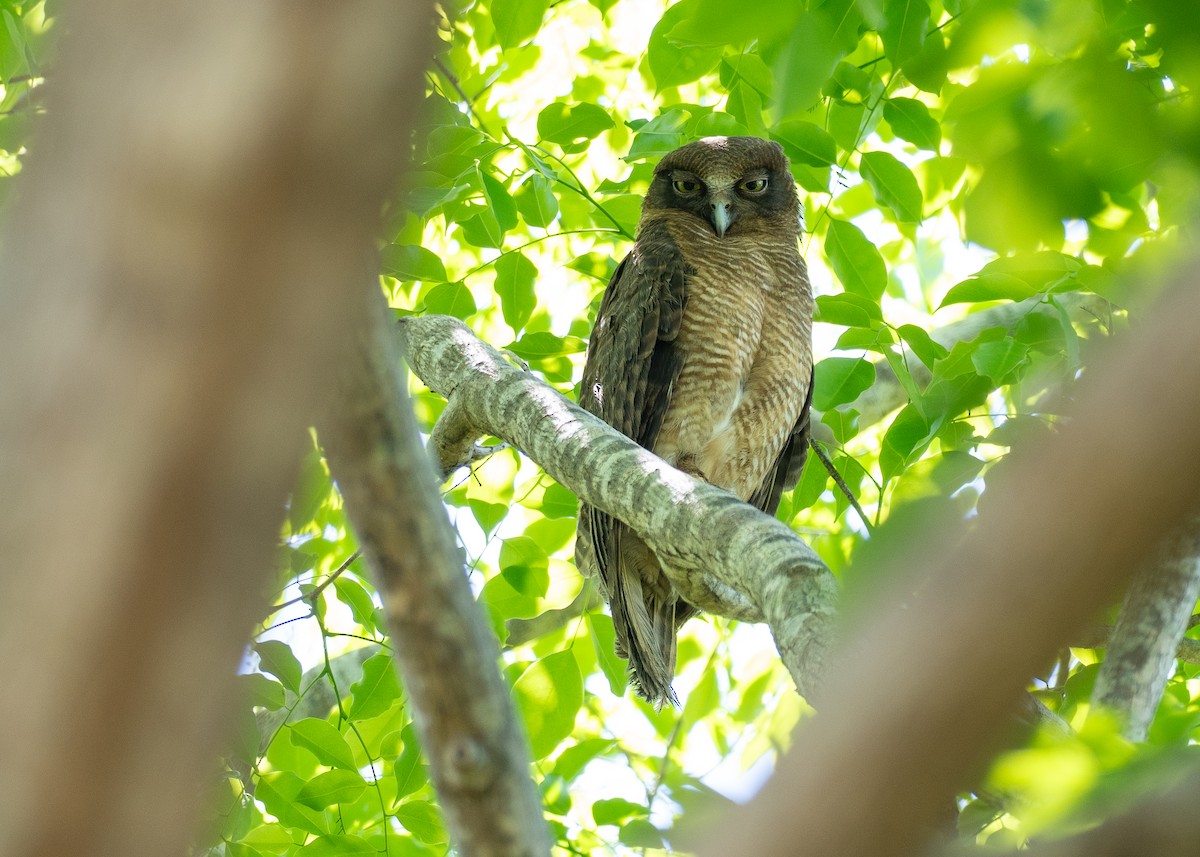 Kızıl Bubuk - ML647271944