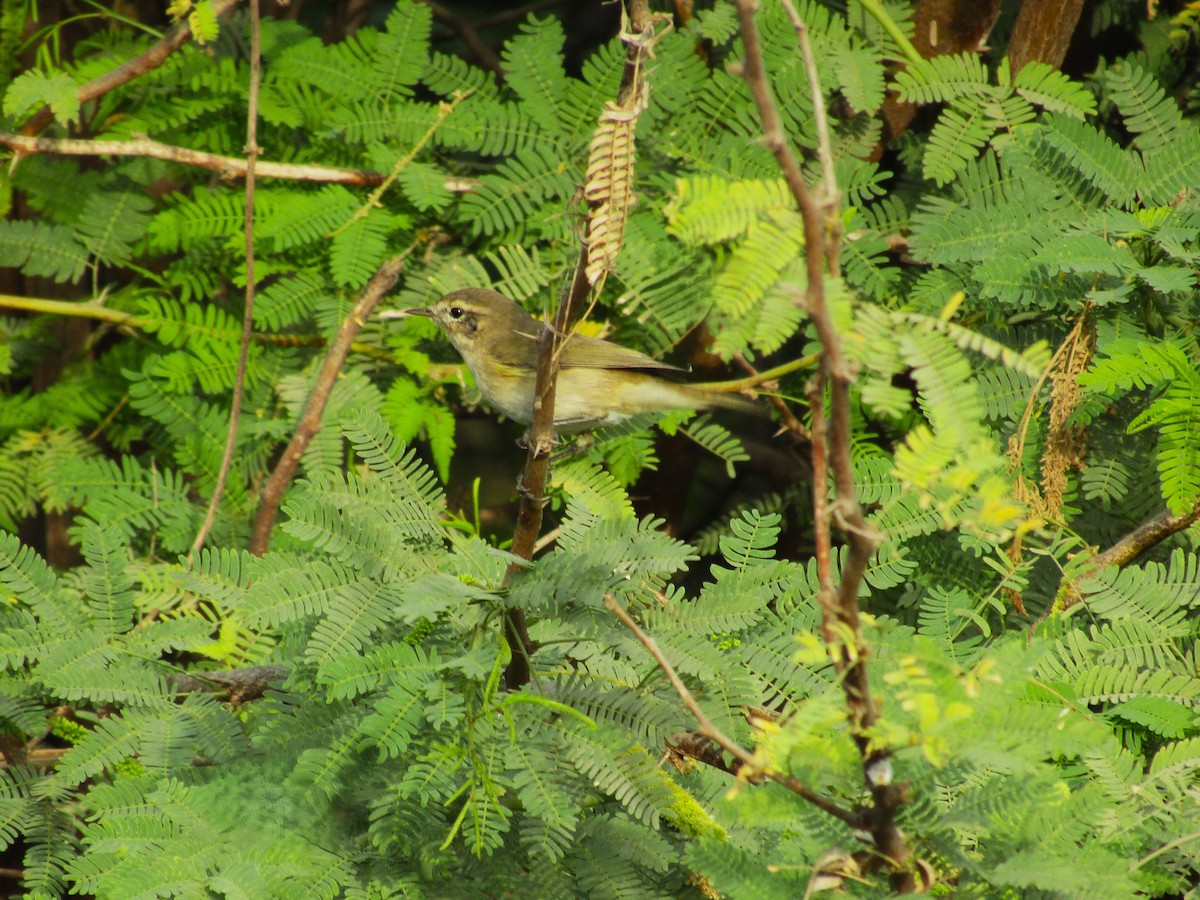 Common Chiffchaff - ML647271950