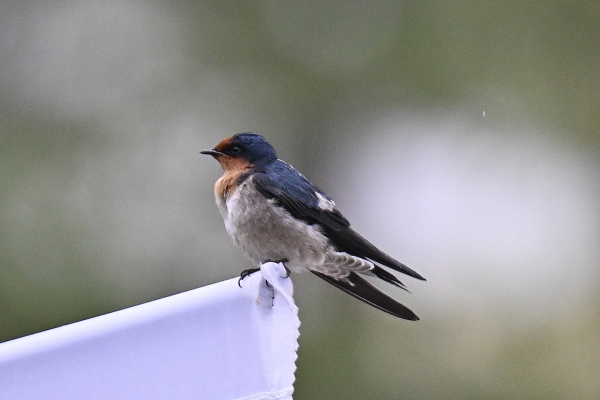 Pacific Swallow - ML647271951