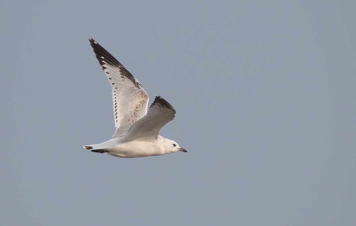 racek reliktní - ML647271966