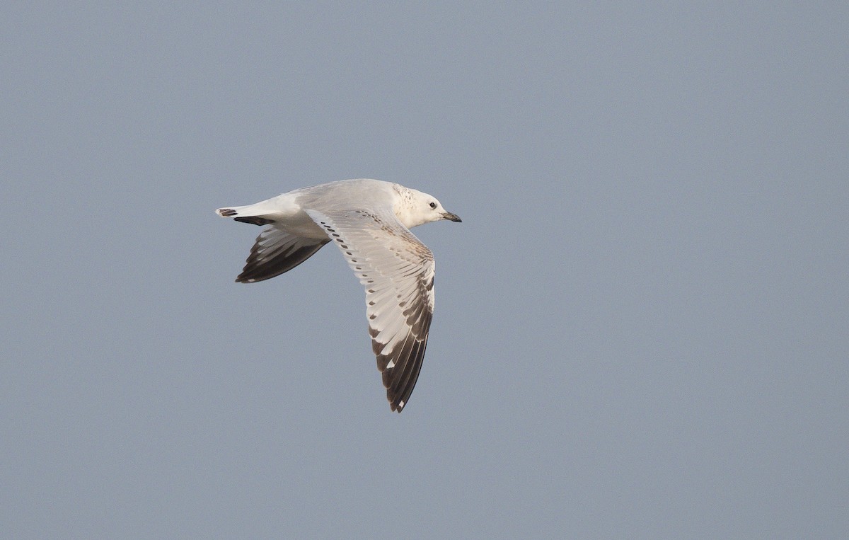 racek reliktní - ML647271967