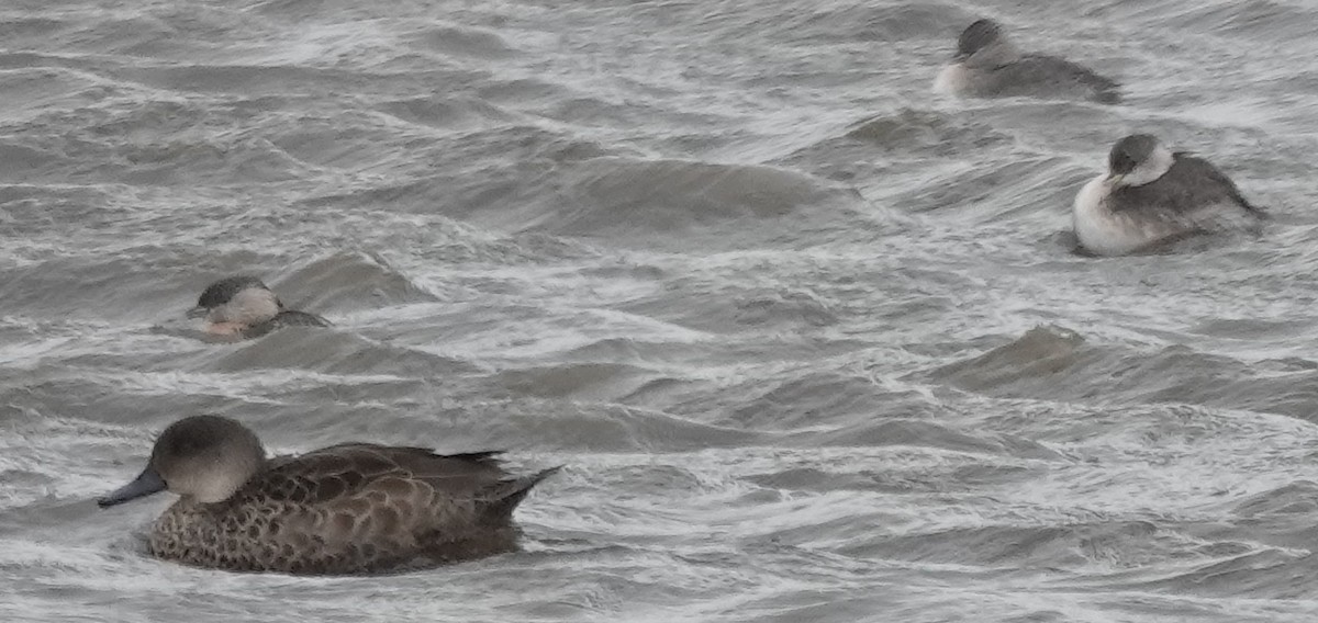 Australasian Grebe - ML647271969