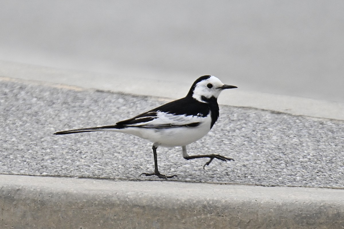 White Wagtail - ML647271970