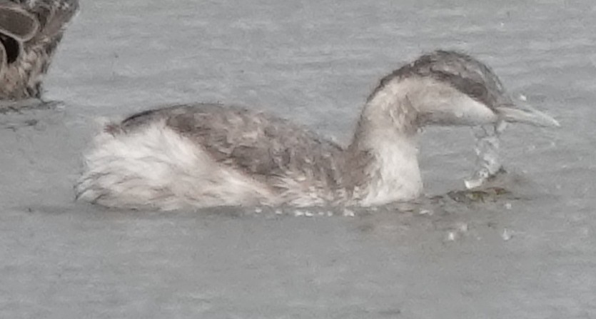 potápka šedohlavá - ML647271977