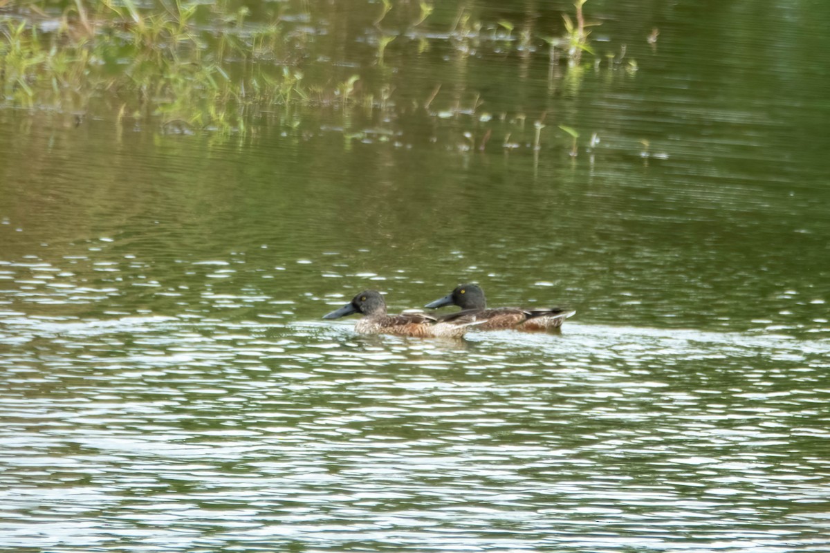 Mestolone - ML647271994