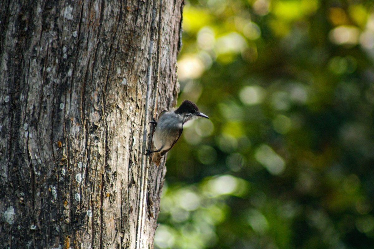 Loggerhead Kingbird - ML647272003