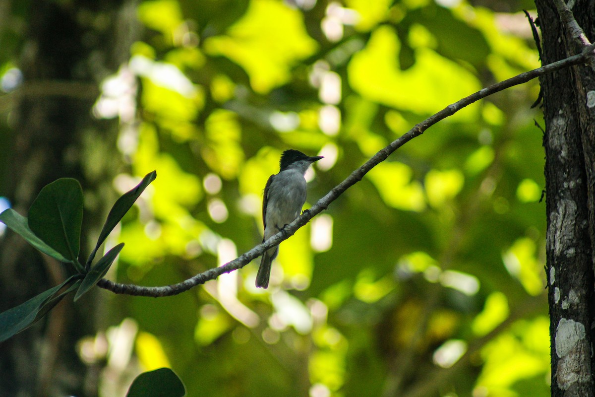 Loggerhead Kingbird - ML647272004