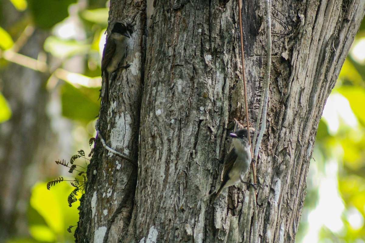 Loggerhead Kingbird - ML647272005