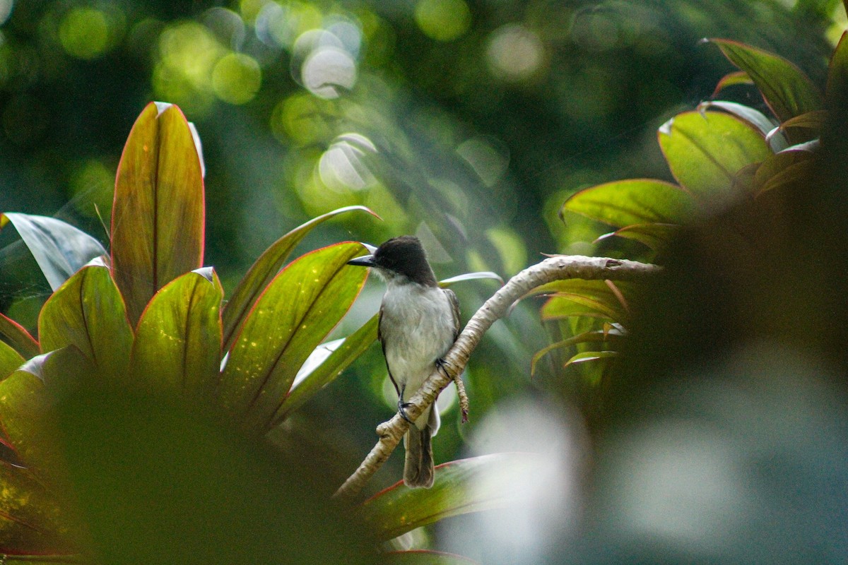 Loggerhead Kingbird - ML647272006