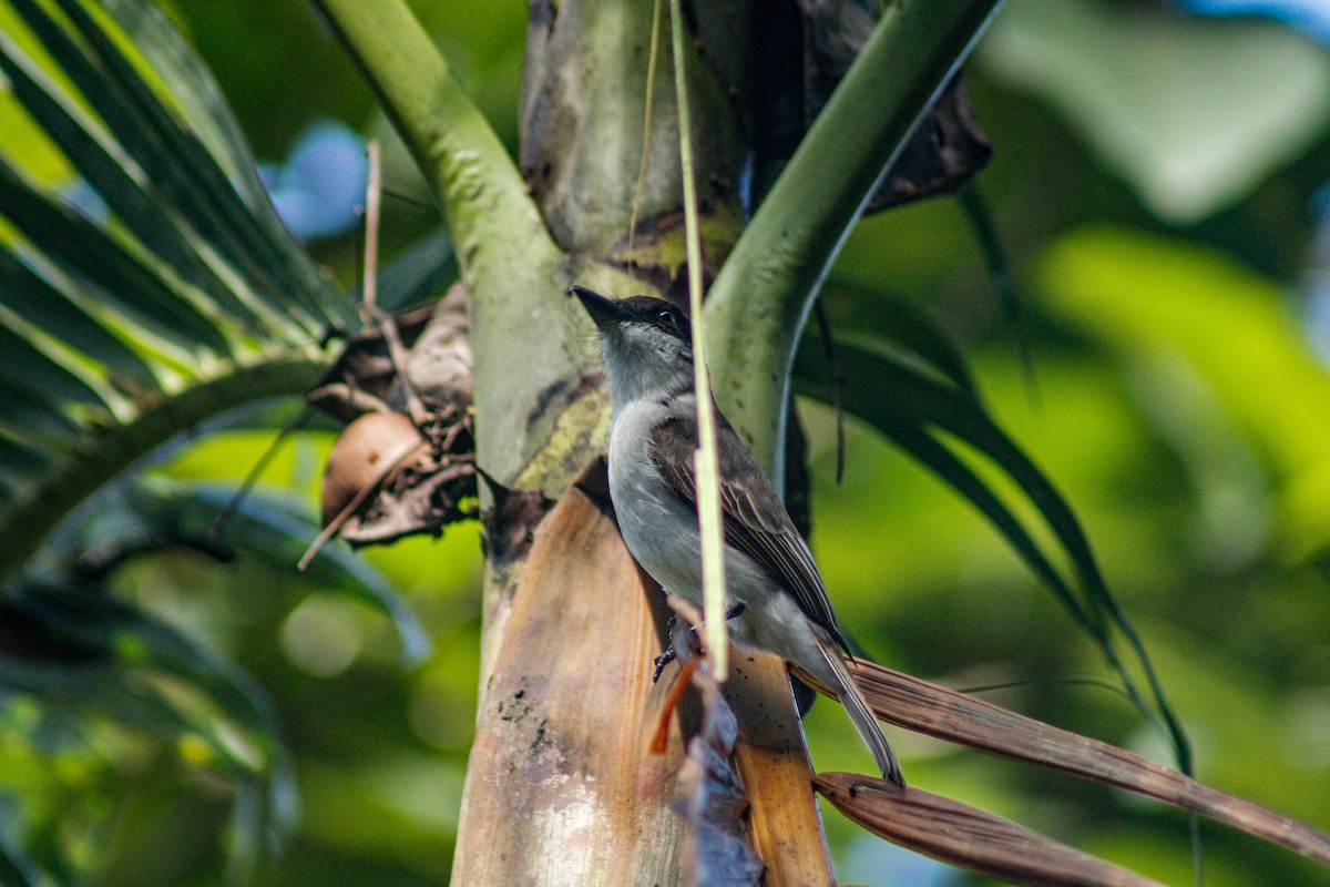 Loggerhead Kingbird - ML647272007