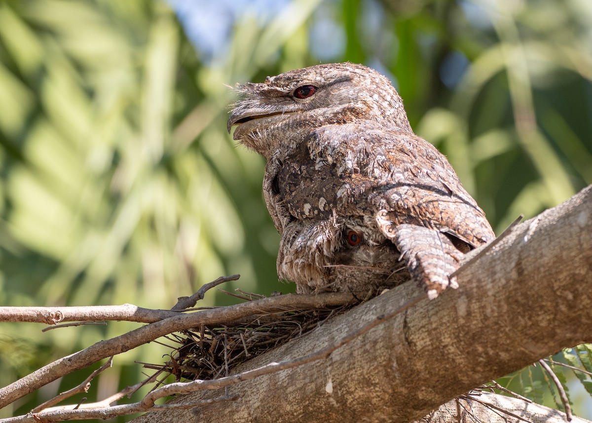 Papuan Frogmouth - ML647272024