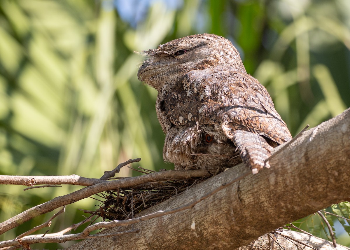 Papuan Frogmouth - ML647272025