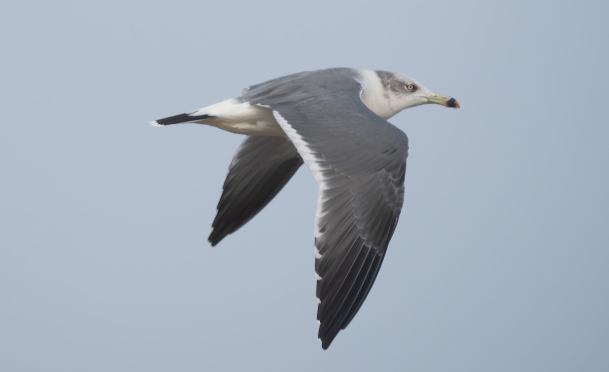 racek východní - ML647272027