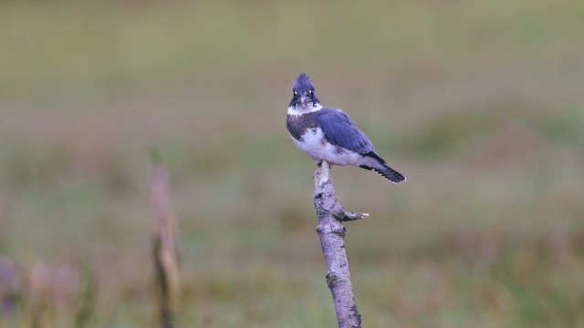 Рибалочка-чубань північний - ML647272044