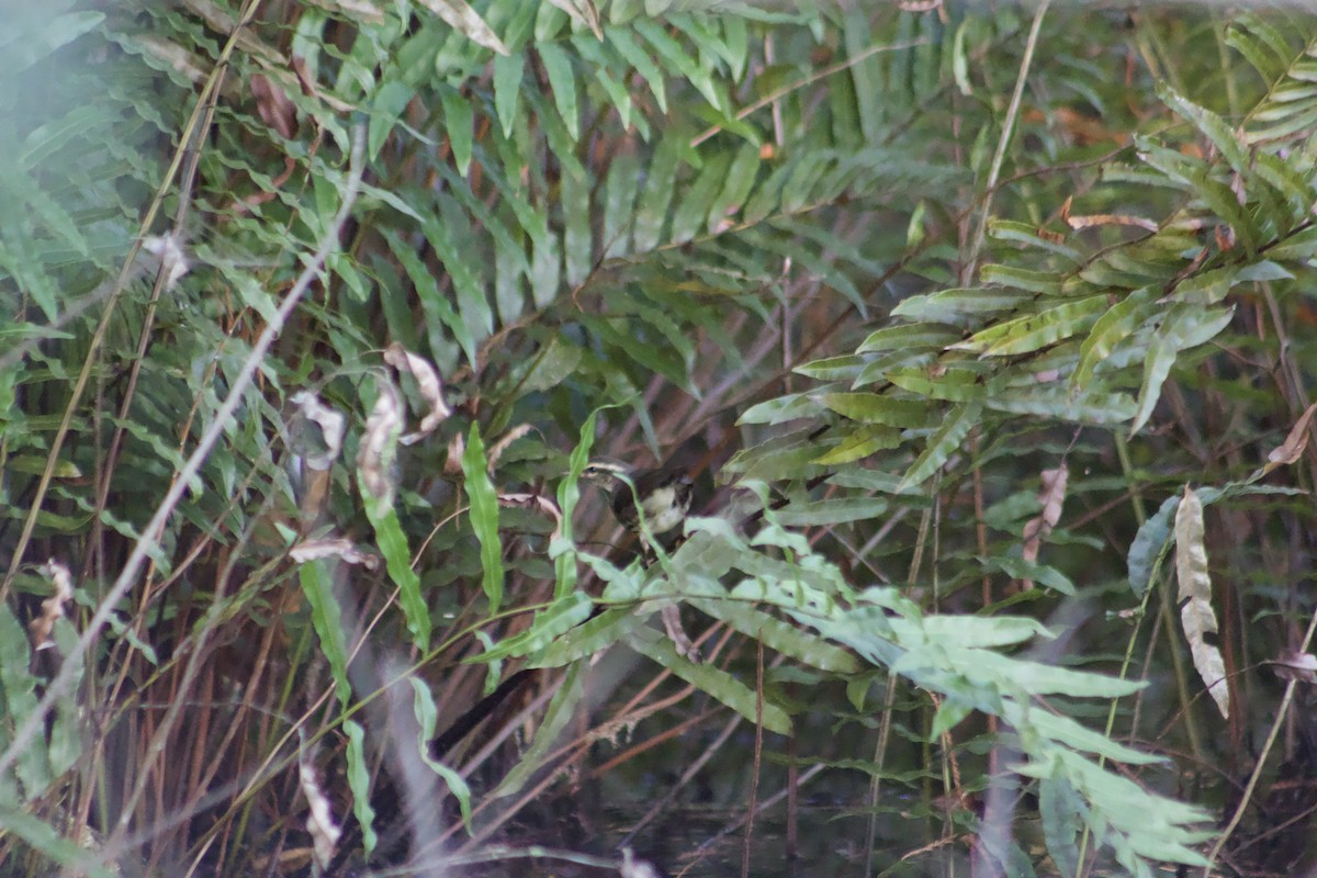 Northern Waterthrush - ML647272054