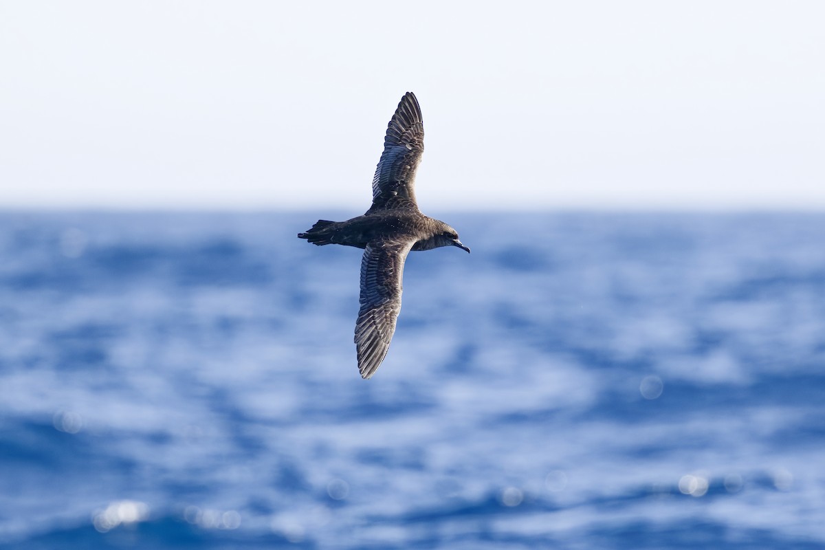 İnce Gagalı Yelkovan - ML647272059