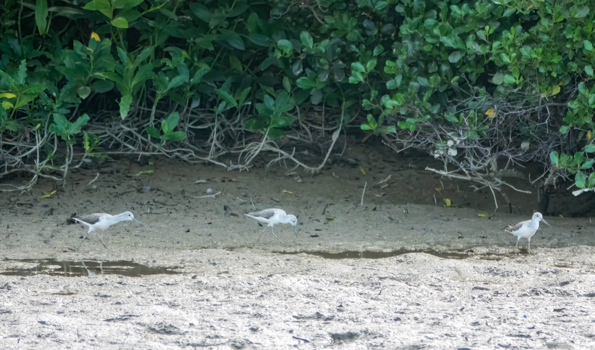 Yeşilbacak - ML647272063