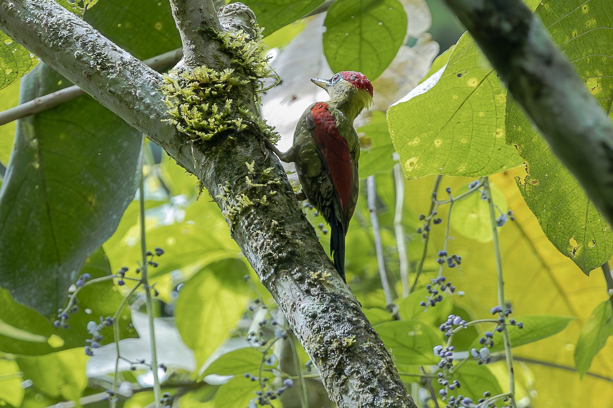 Al Kanatlı Sarıense - ML647272064